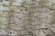 fissured back