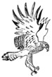 Hawk in the air