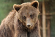 Foto: Bear Bear