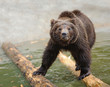 Foto: Bear Bear