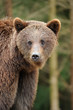 Foto: Bear Bear
