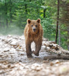 Foto: Bear Bear