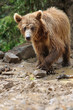Foto: Bear Bear