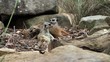group of meerkats