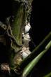 Cochineal
