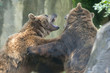 Two Black grizzly bears while fighting
