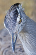 Isolated bird of prey looking at you
