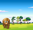 A big brown bear walking