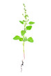 Atriplex plant with root isolated on white