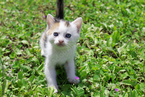 Photo: gatto gatto