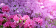  flowers blooming. Beautiful pink blossom