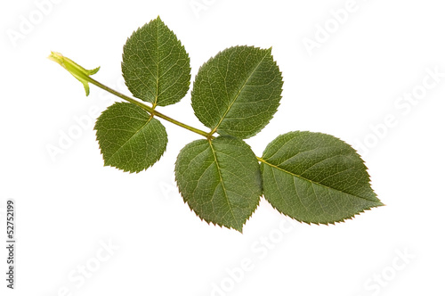 Photo: rose leaf rose leaf