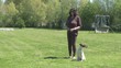 Chien au dressage