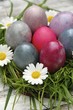 Grasnest und bunte Eier