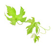 Fresh Green Grape Leaf isolated on white Background