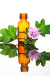 Malva Sylvestris with essential oil bottle