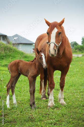 Photo: beautiful horses beautiful horses