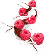 bilberry in chocolate and mill splash over white background