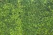 green leaf