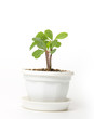 Small spurge in a pot, isolated on white background