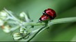 coccinelle procréation
