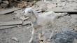 Goatling At A Farm