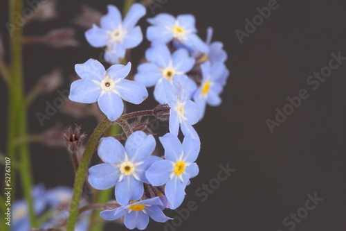 Photo: Forget me nots Myosotis Forget me nots Myosotis