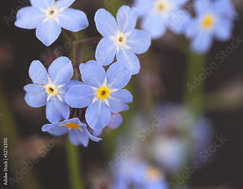 Photo: Forget me nots Myosotis Forget me nots Myosotis