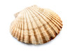 Scallop.