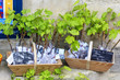 Grape offsprings for sale, St.Emilion, France