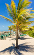 Varadero beach in Cuba with a coconut tree