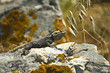 Starred Agama (Laudakia stellio) lizard