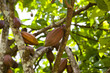 Cacao fruits, cocoa beans