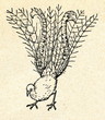 Foto: Lyrebird (Australia) Lyrebird (Australia)