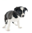 puppy border collie