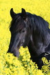 Blauer Friese im Raps