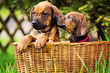 Rhodesian Ridgeback