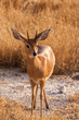Litlle Antelope - Ourubia Ourebi