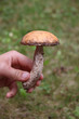 champignon