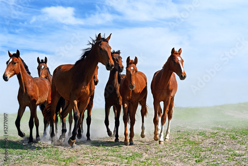 Photo: Horse Horse