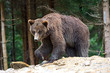 Photo: Brown bears in the Carpathians. Brown bears in the Carpathians.