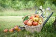 Harvest time, apples