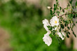 Spring eglantine bloom