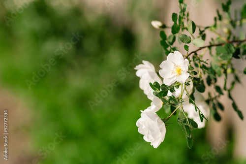 Photo: Spring eglantine bloom Spring eglantine bloom