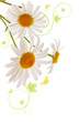 Foto: Margeriten Margeriten