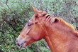 Photo: Cabeza de caballo, equus, Valdastillas, España Cabeza de caballo, equus, Valdastillas, España
