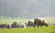 Foto: Healthy sheep and livestock, Idyllic Rural, UK Healthy sheep and livestock, Idyllic Rural, UK