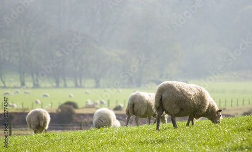 Photo: Healthy sheep and livestock, Idyllic Rural, UK Healthy sheep and livestock, Idyllic Rural, UK