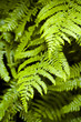 Morning dew and fern