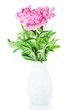 Beautiful peonies isolated on white